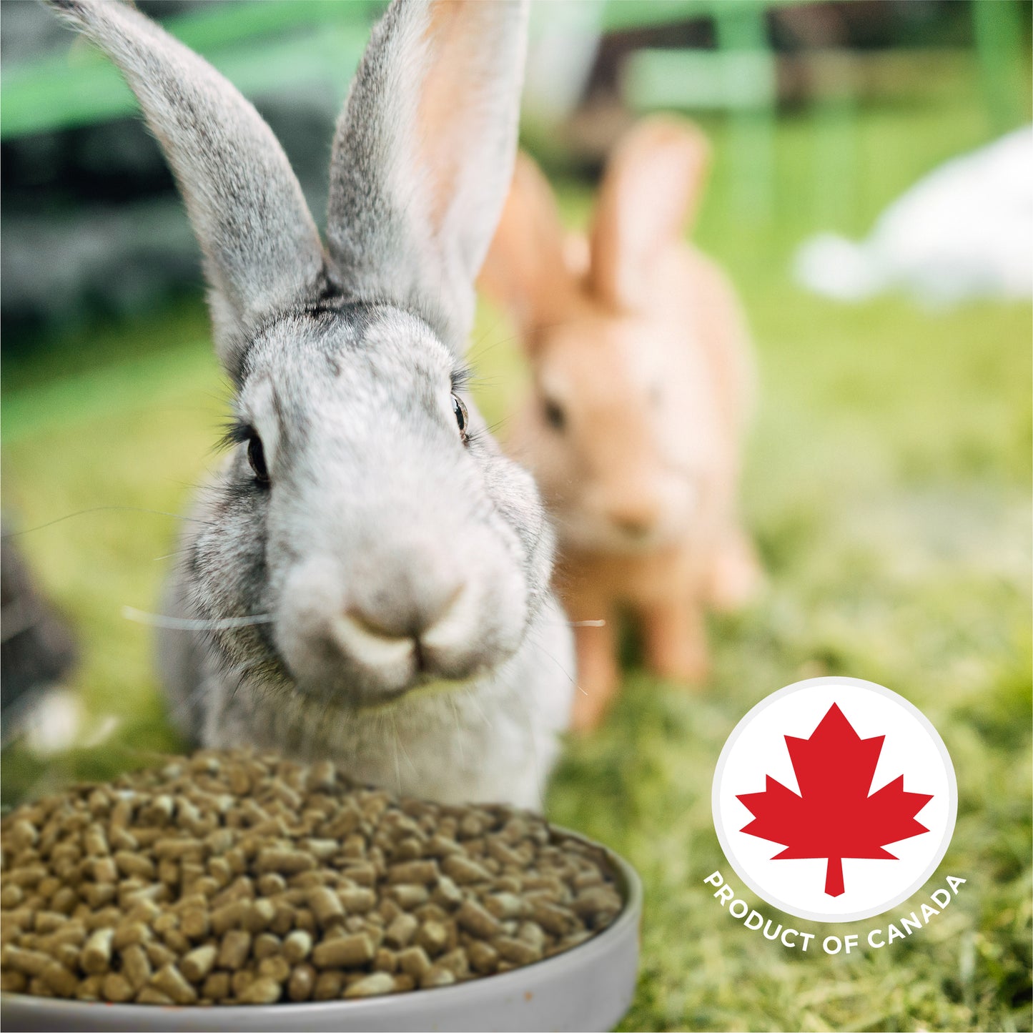 Stoter Farm Timothy Enriched Adult Rabbit Food (5kg/11lb)