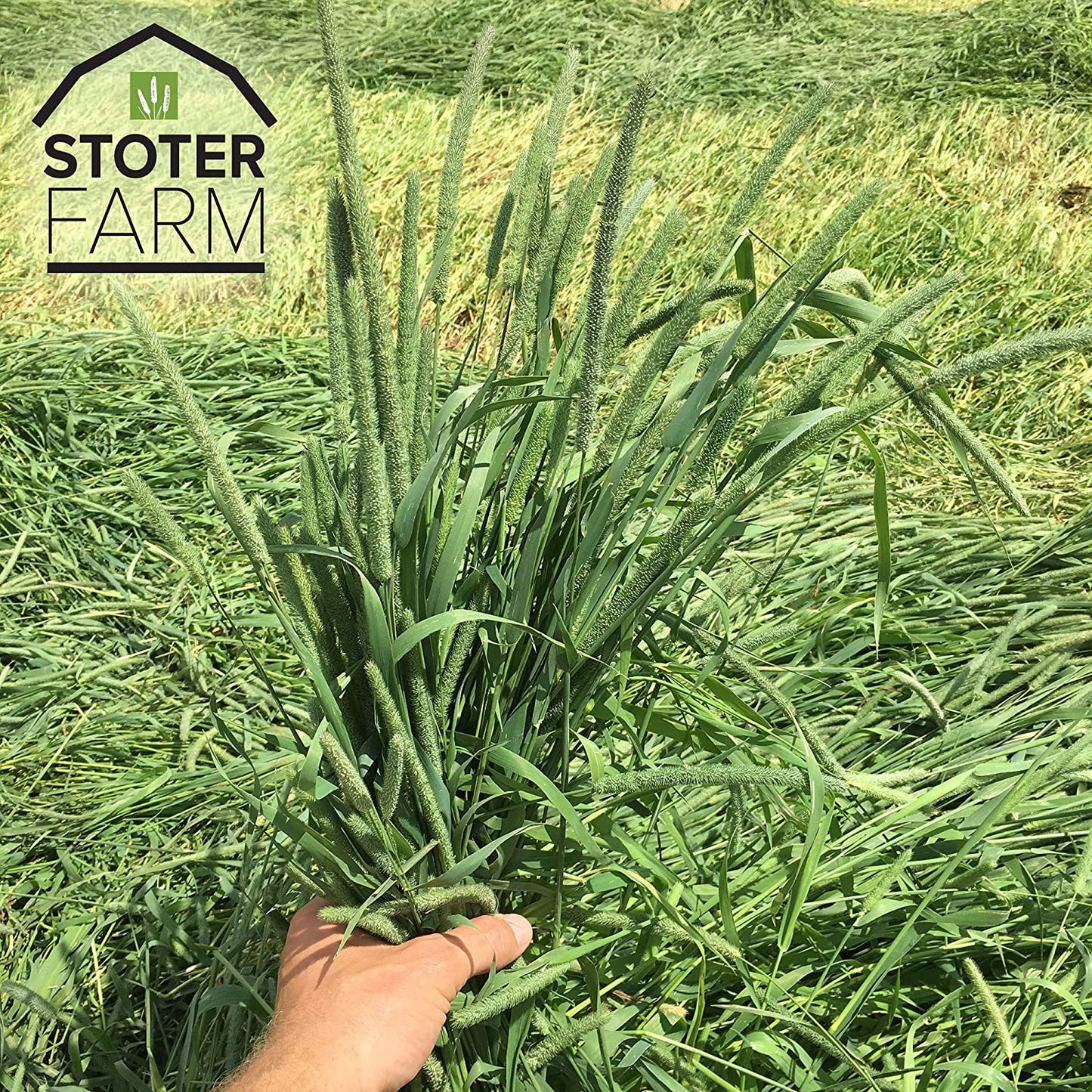 Foin de ferme Stoter – Foin Timothy de qualité supérieure (boîte de 5,6 kg/200 oz)