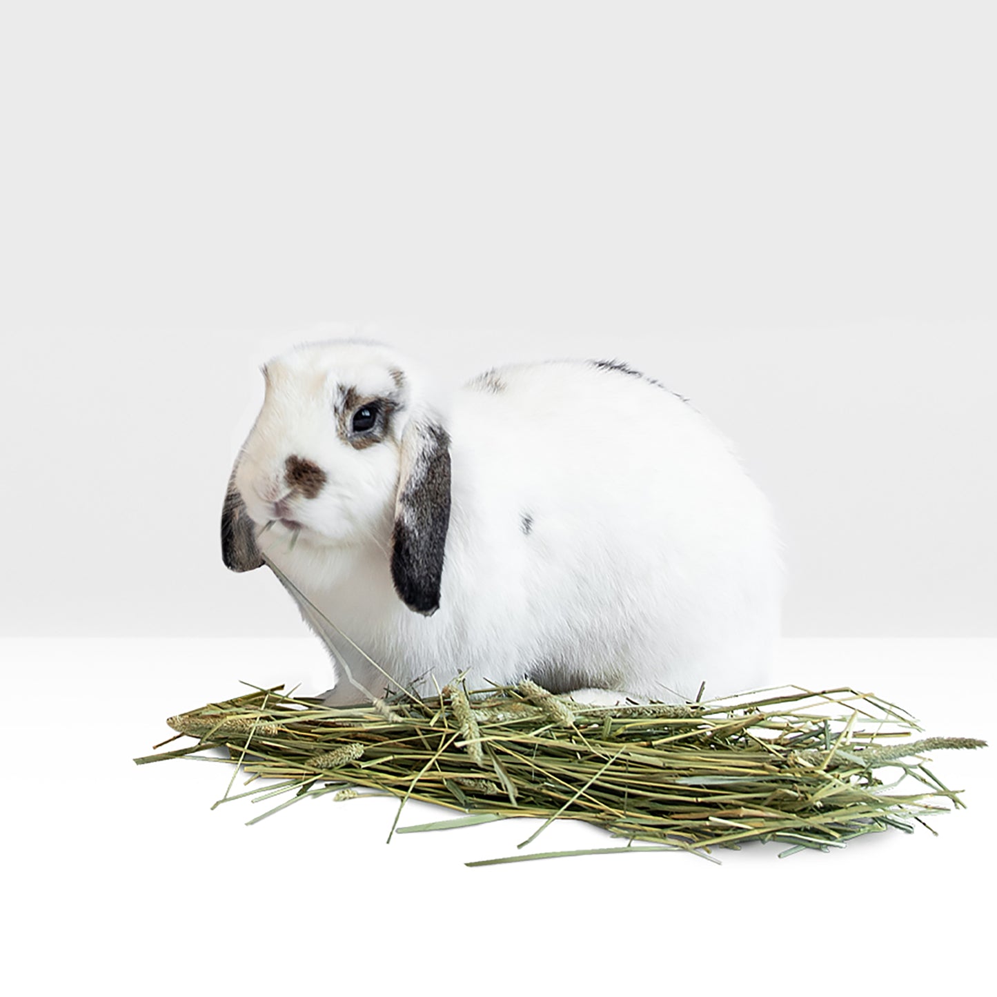 Stoter Farm Hay – Premium Timothy Hay (2.8kg/100oz)