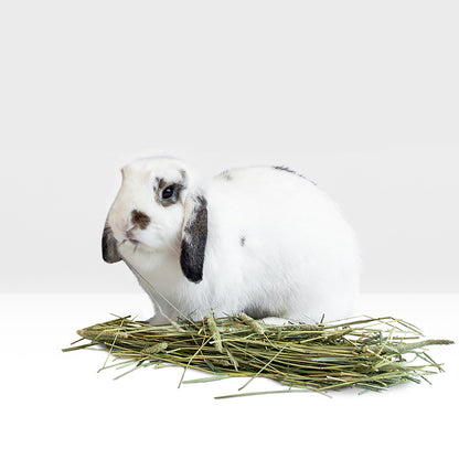 Foin de ferme Stoter – Foin Timothy de qualité supérieure (boîte de 5,6 kg/200 oz)