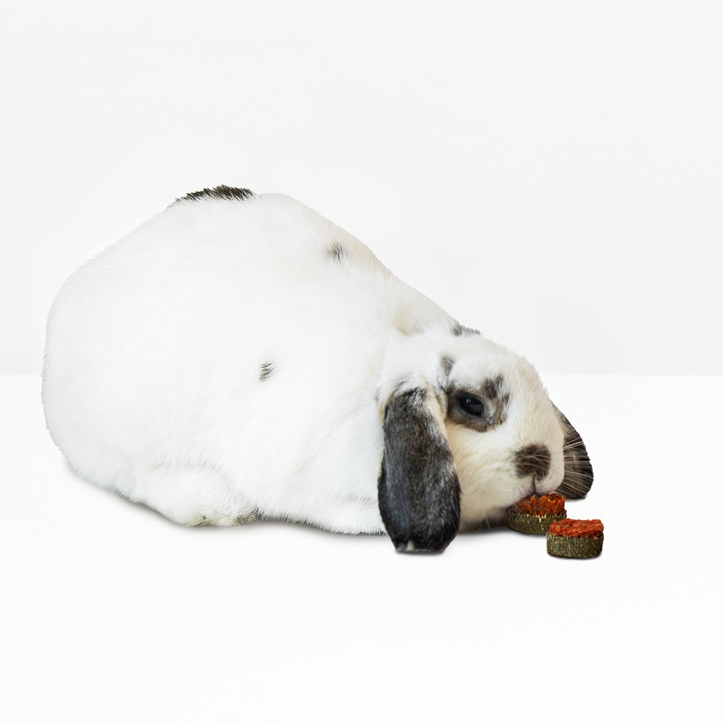 Mini Carrot Cookie Treats (100g/3.5oz)