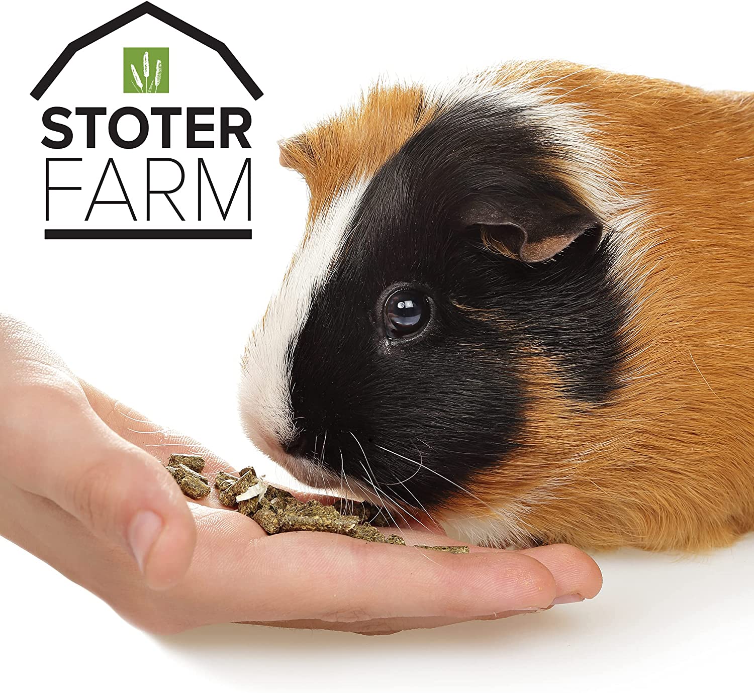 Guinea pig farming outlet for food